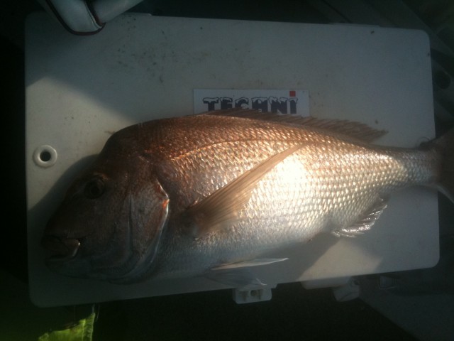 snapper